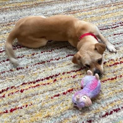 Enlarge Prince, a ADOPTABLE mixed breed in Rensselaer, NY image 4/6