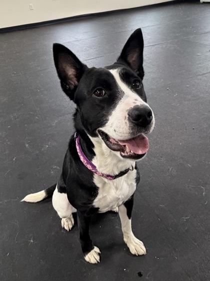 Rose, a ADOPTABLE mixed breed in Potsdam, NY image 2/3