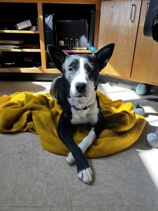 Rose, ADOPTABLE, Young Female Pit Bull Terrier.