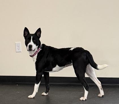 Rose, a ADOPTABLE mixed breed in Potsdam, NY image 3/3