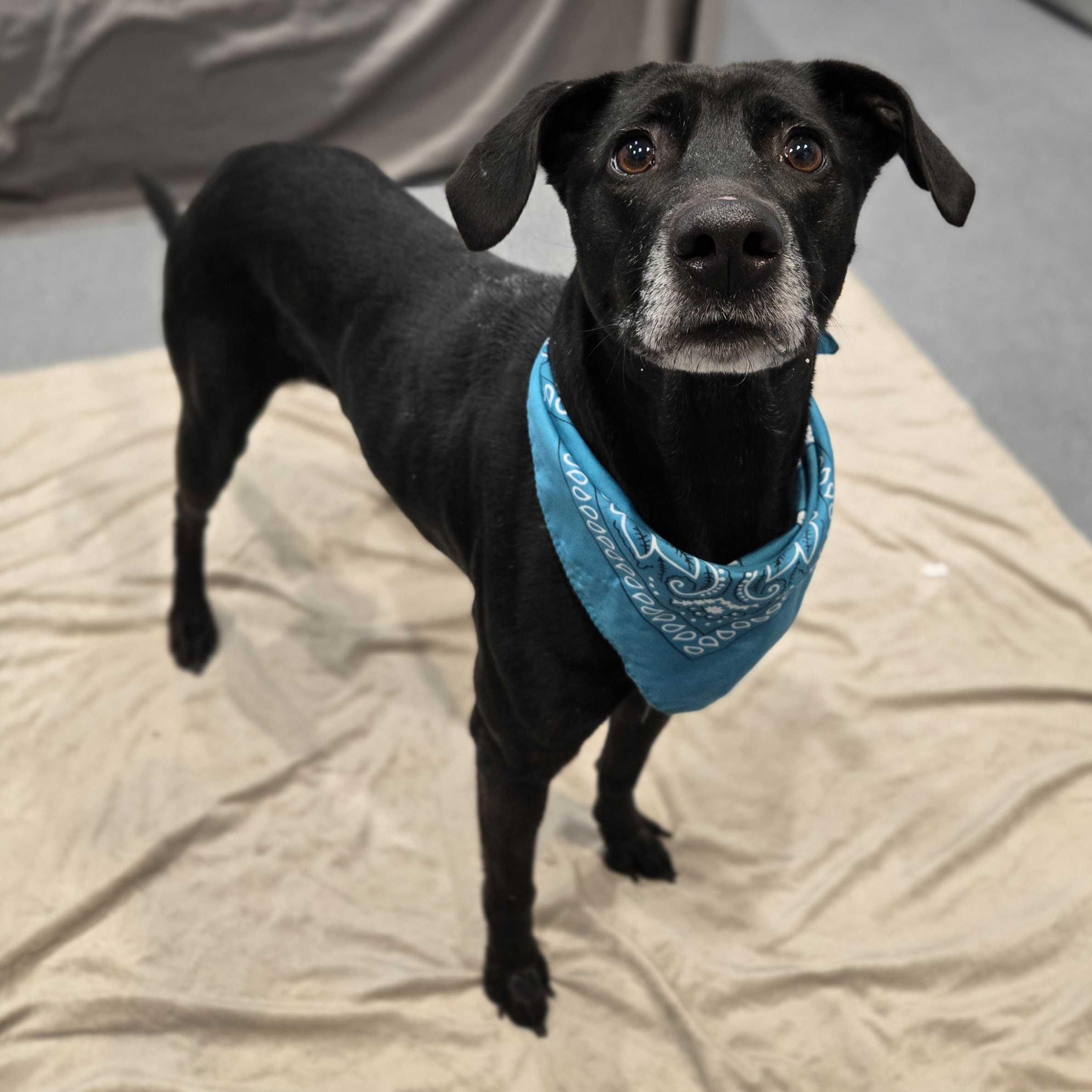 Eliza , adoptable, Adult Female Mixed Breed.