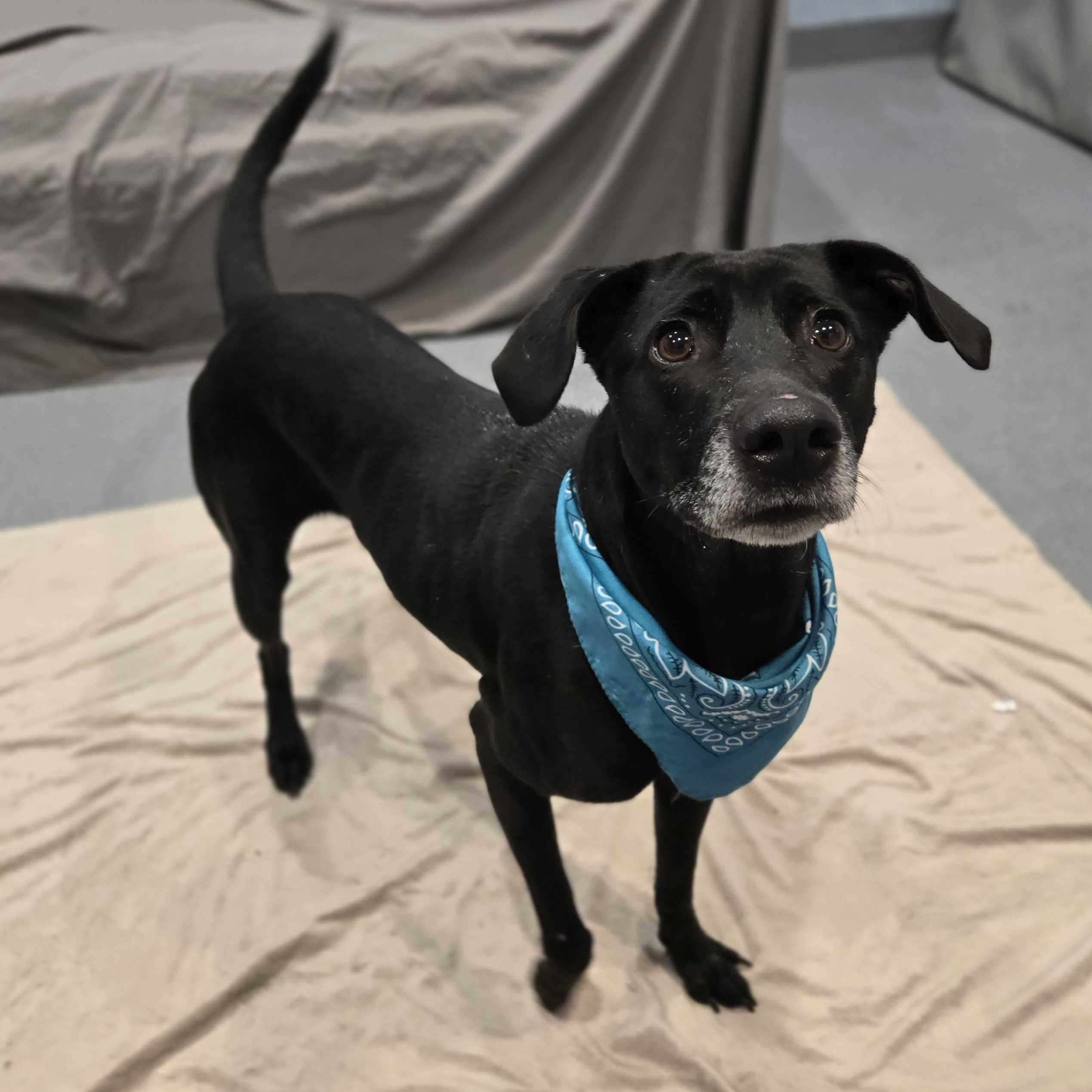 Eliza , an adoptable Mixed Breed in Canal Winchester, OH image 2/6