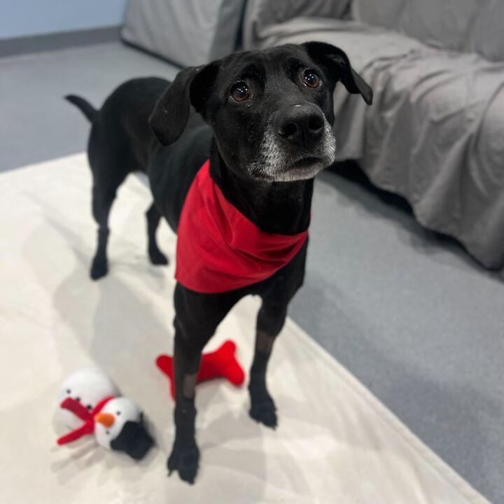 Eliza , an adoptable Mixed Breed in Canal Winchester, OH image 3/6