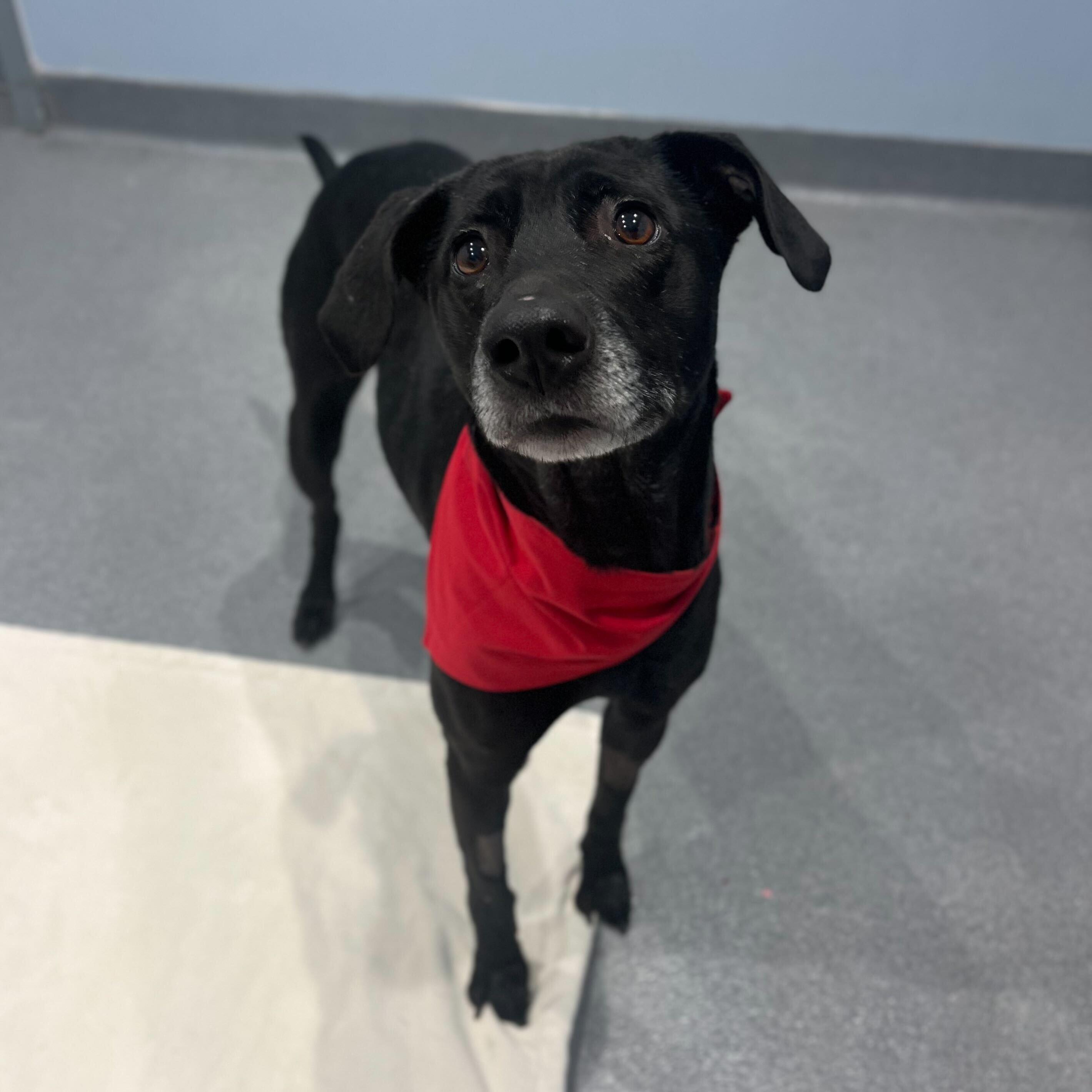 Eliza , an adoptable Mixed Breed in Canal Winchester, OH image 4/6