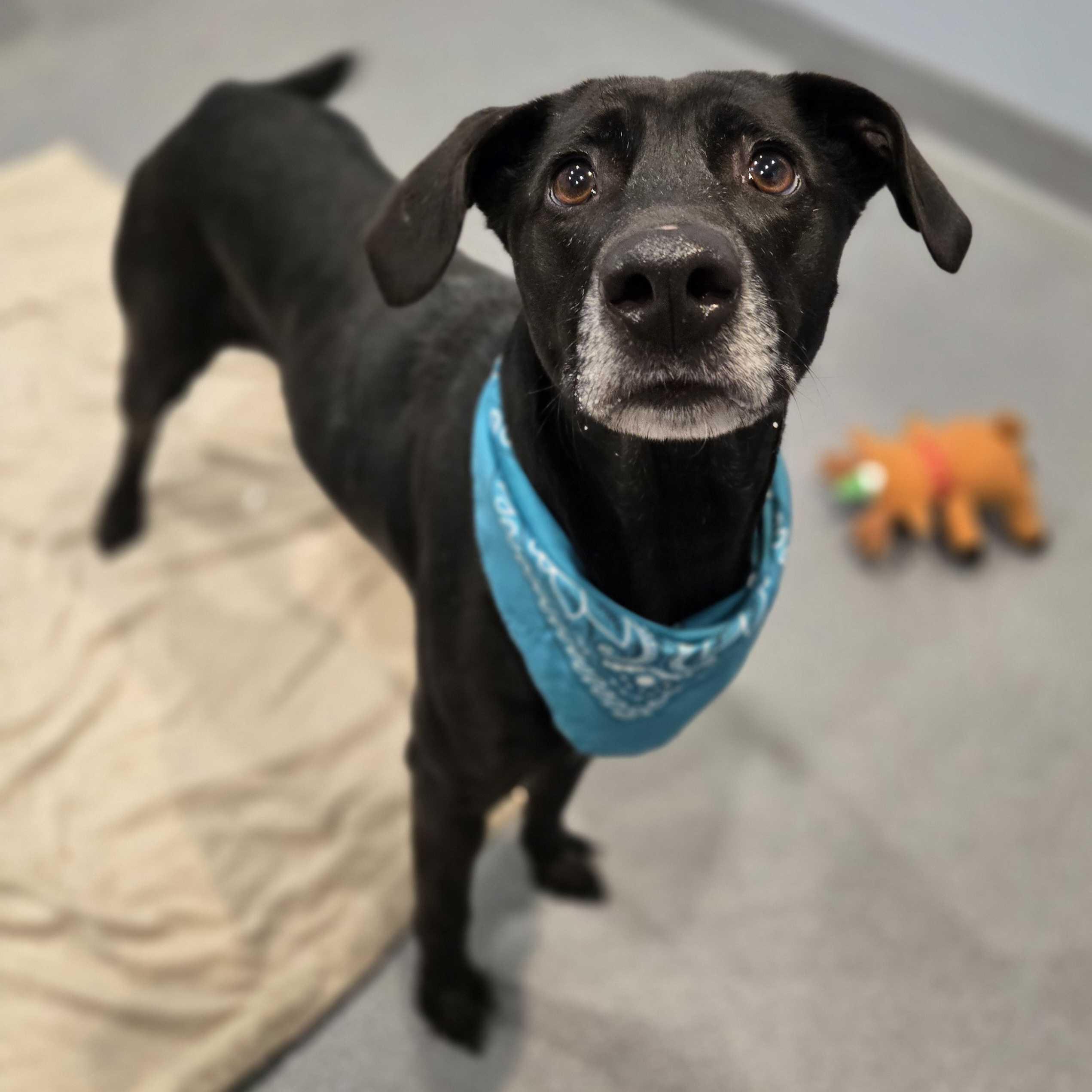 Eliza , an adoptable Mixed Breed in Canal Winchester, OH image 5/6