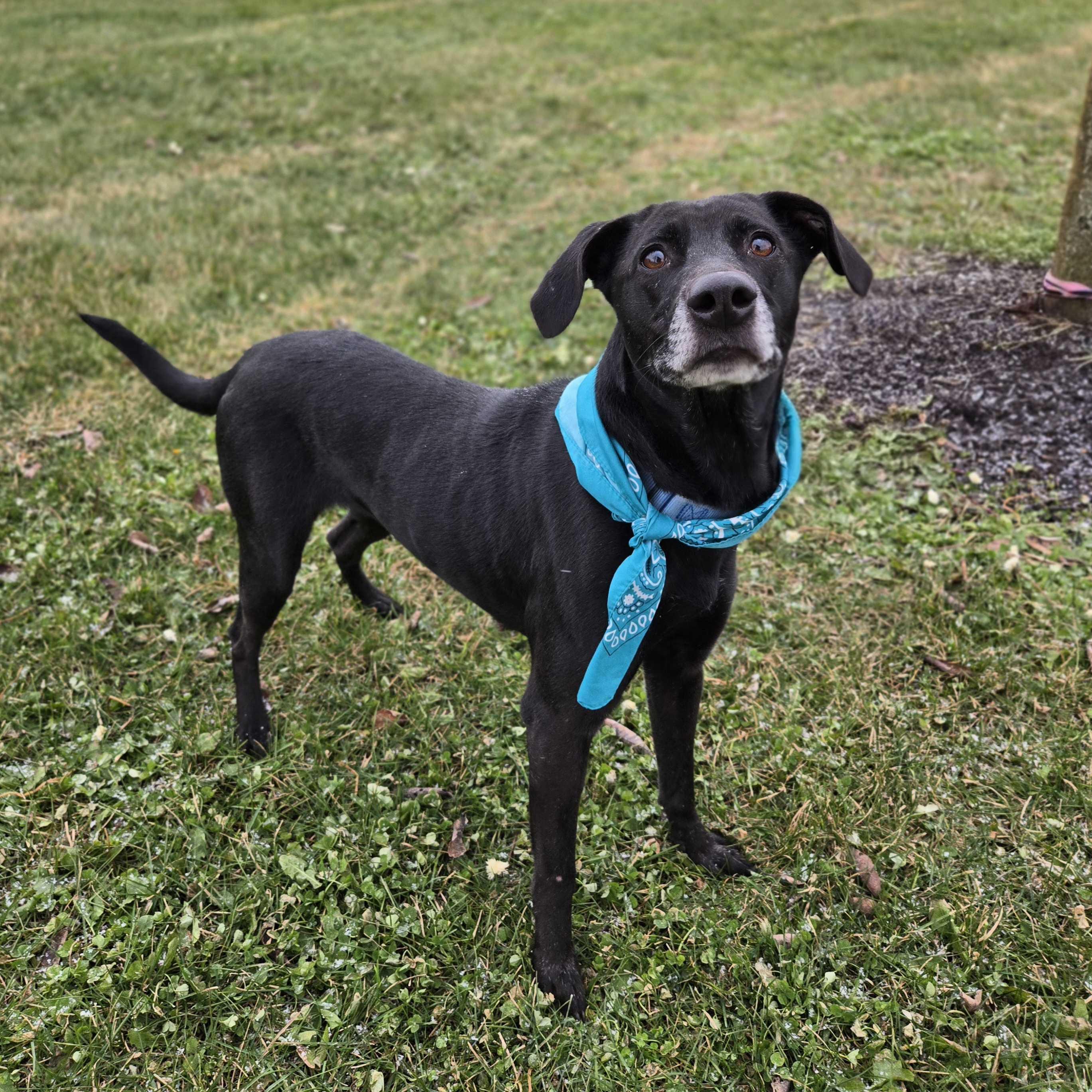 Eliza , an adoptable Mixed Breed in Canal Winchester, OH image 6/6