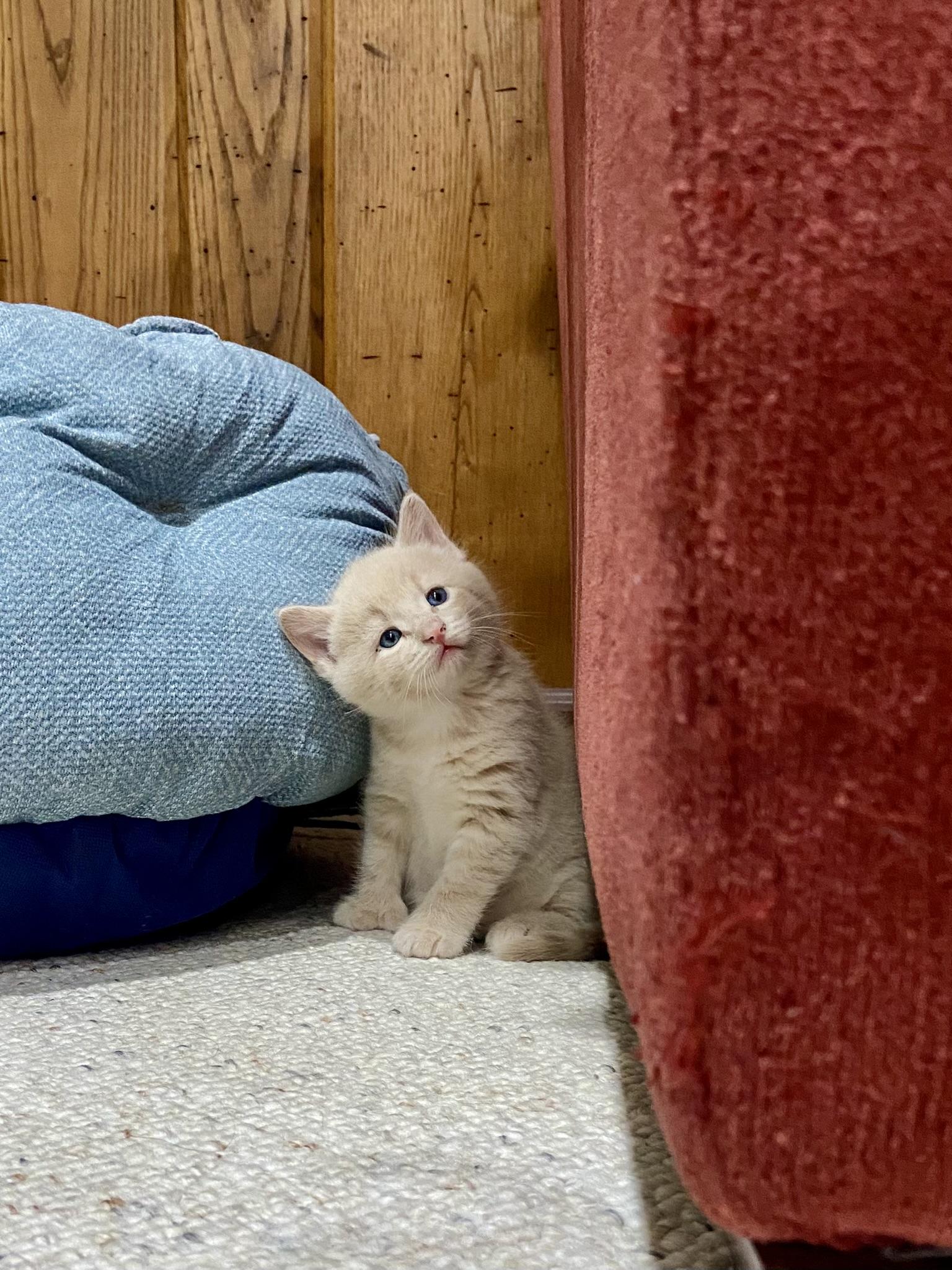 Huey, Adopted, Kitten Male Extra-Toes Cat / Hemingway Polydactyl & Domestic Medium Hair.