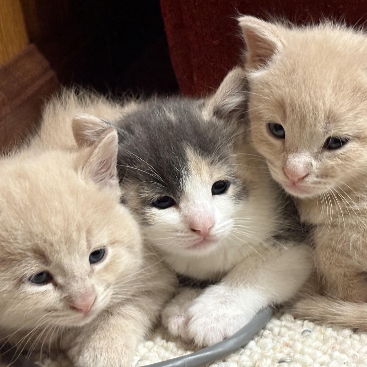 Huey, a Adopted mixed breed in Louisville, KY image 2/5