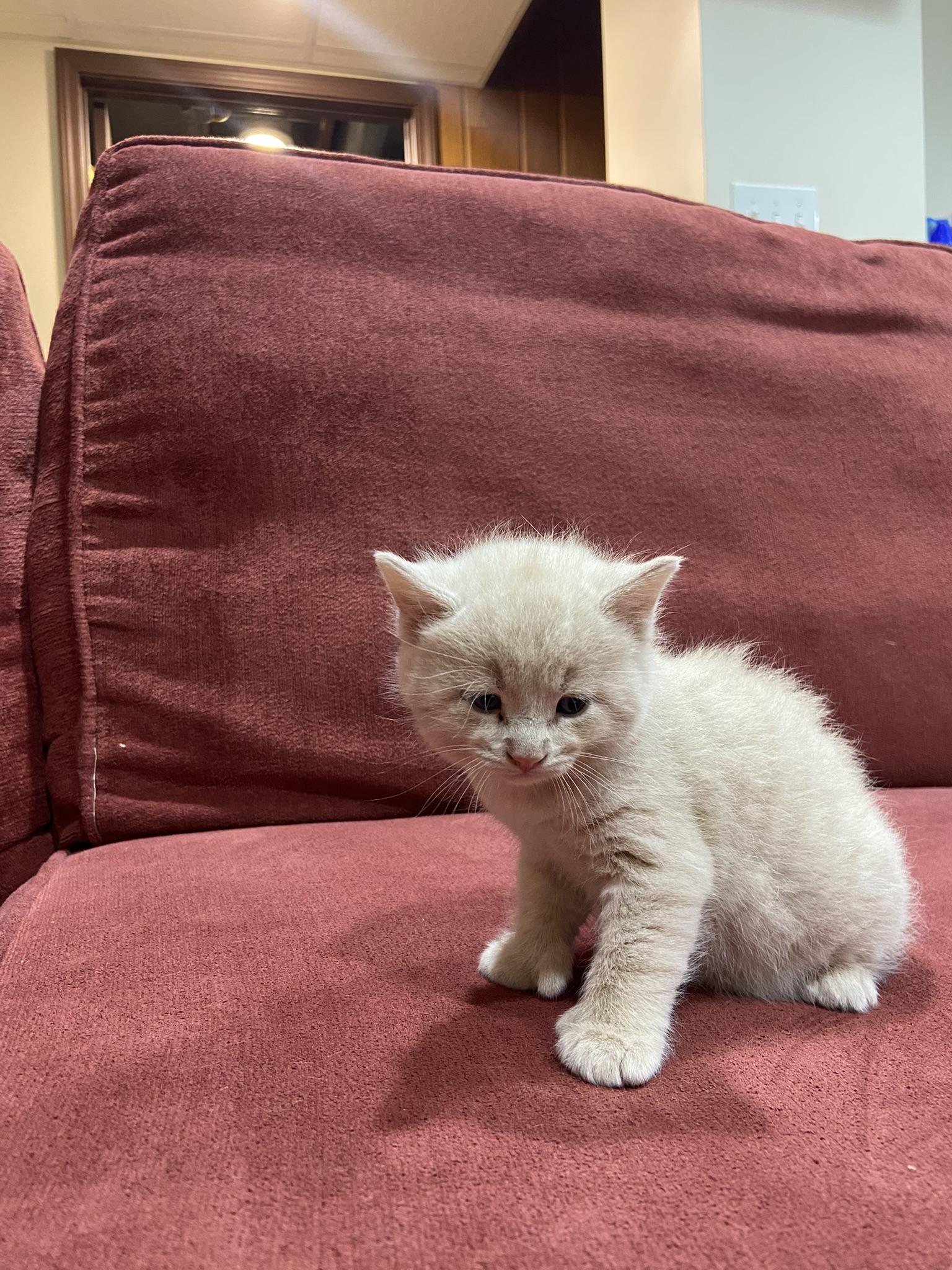 Huey, a Adopted mixed breed in Louisville, KY image 4/5