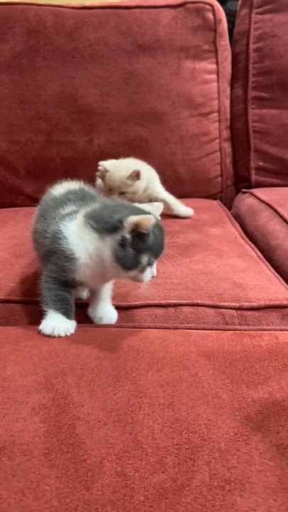 Enlarge Huey, a Adopted mixed breed in Louisville, KY video 5/5