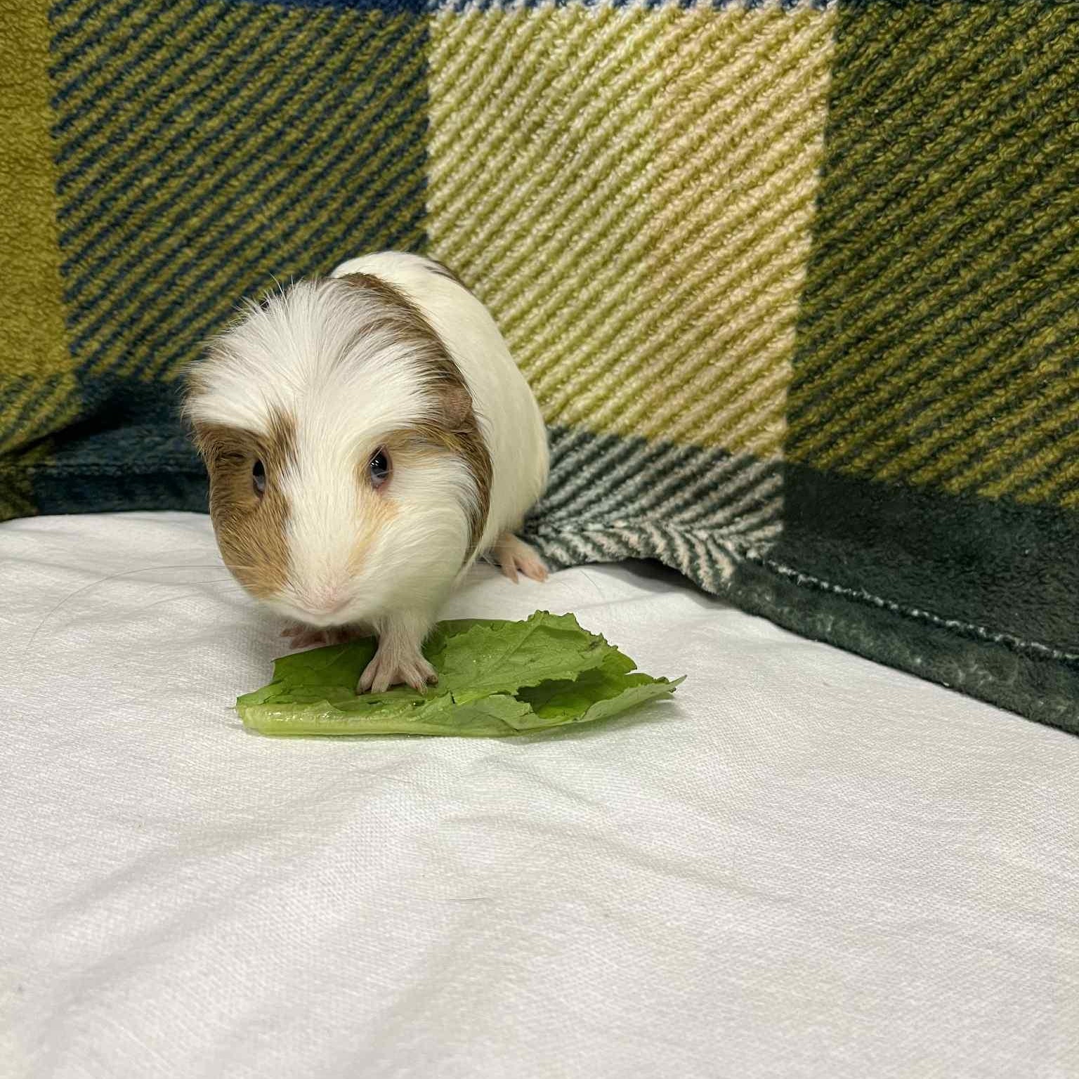 Benito