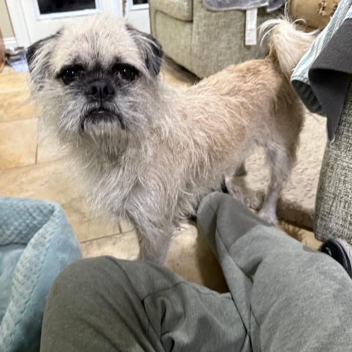 Wicket (Benefactor Dog), adopted, Adult Male Pug & Brussels Griffon.