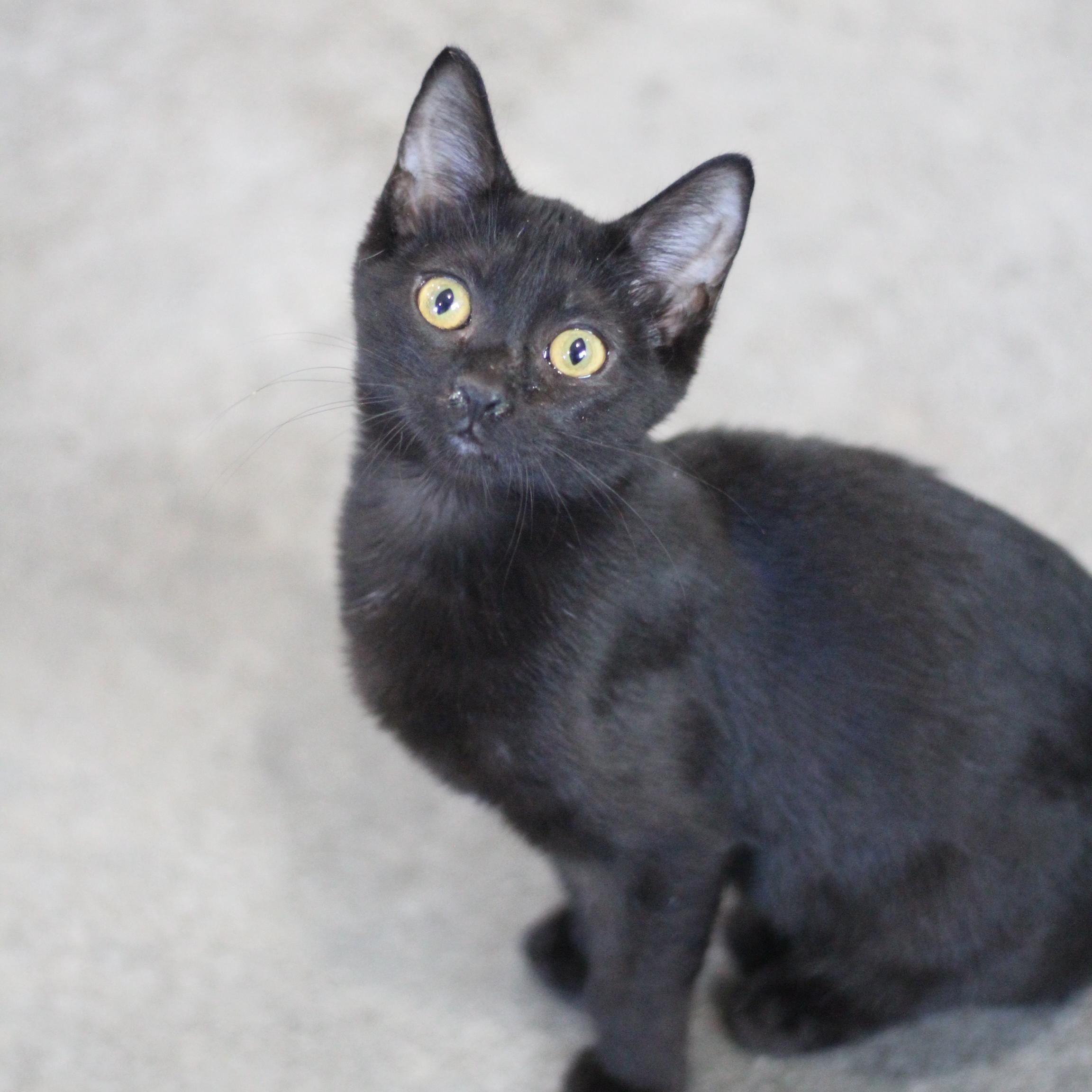 Enlarge Nova, an adopted Domestic Short Hair in Ottumwa, IA image 1/1