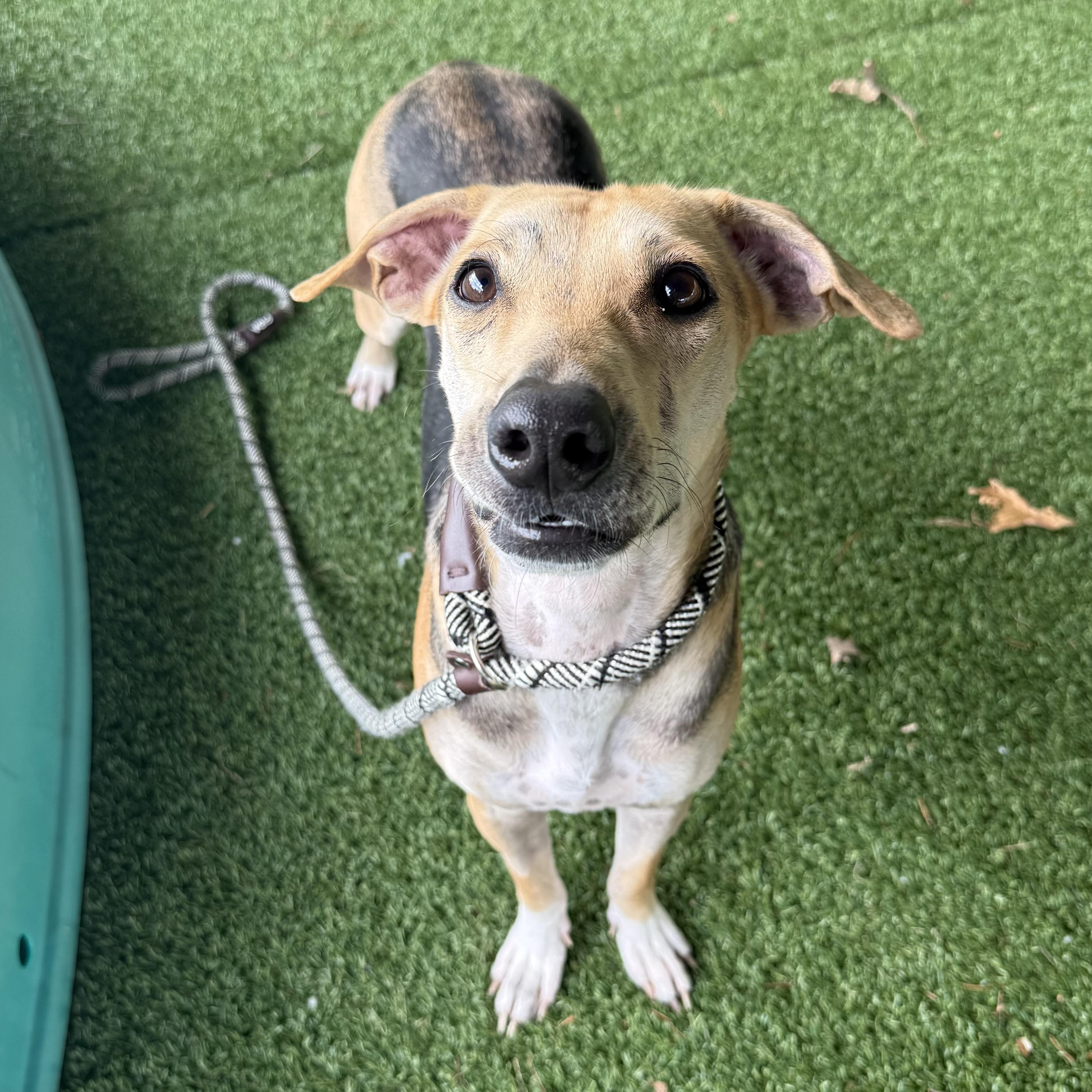 Bradley, a ADOPTABLE mixed breed in Eatontown, NJ image 4/6