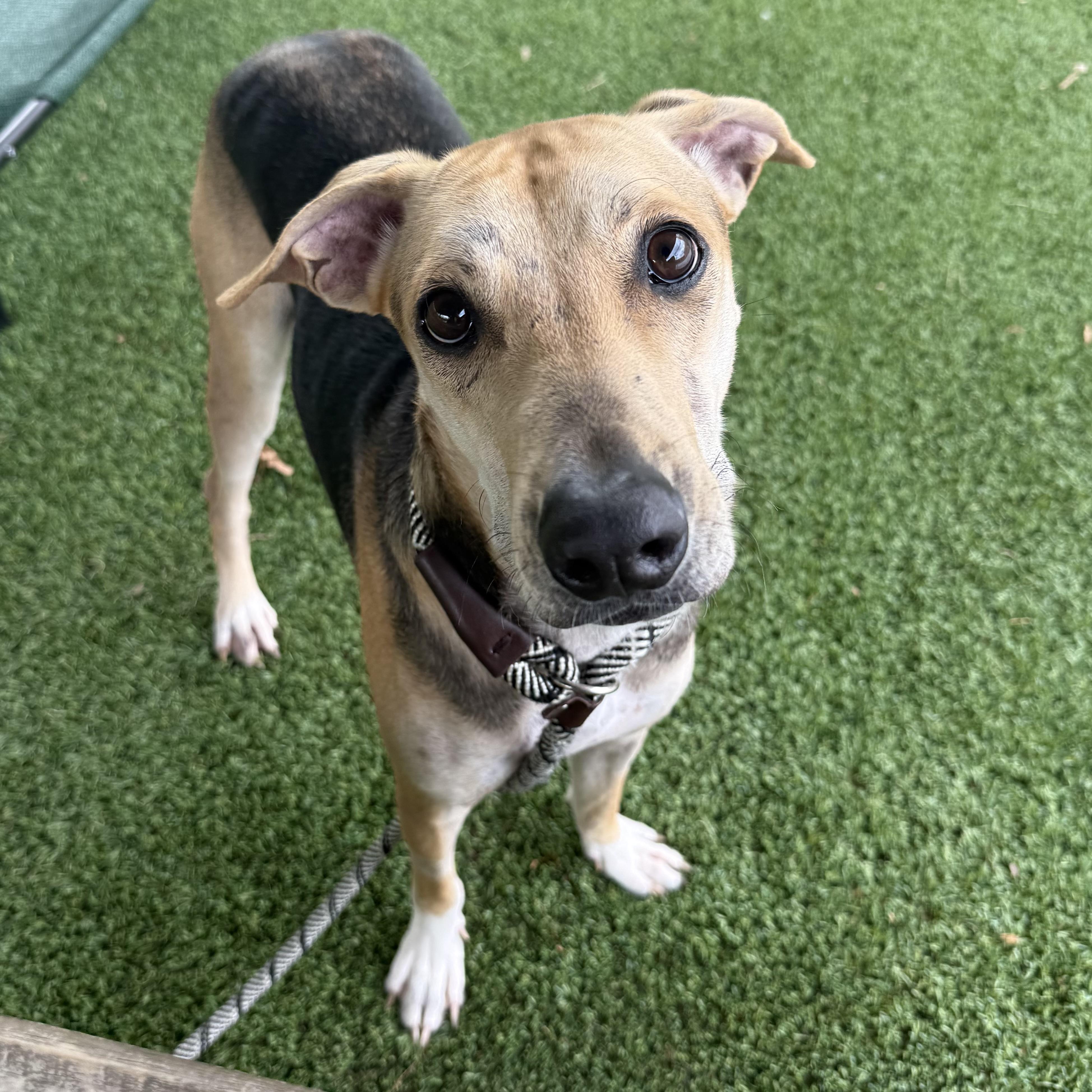 Bradley, a ADOPTABLE mixed breed in Eatontown, NJ image 6/6