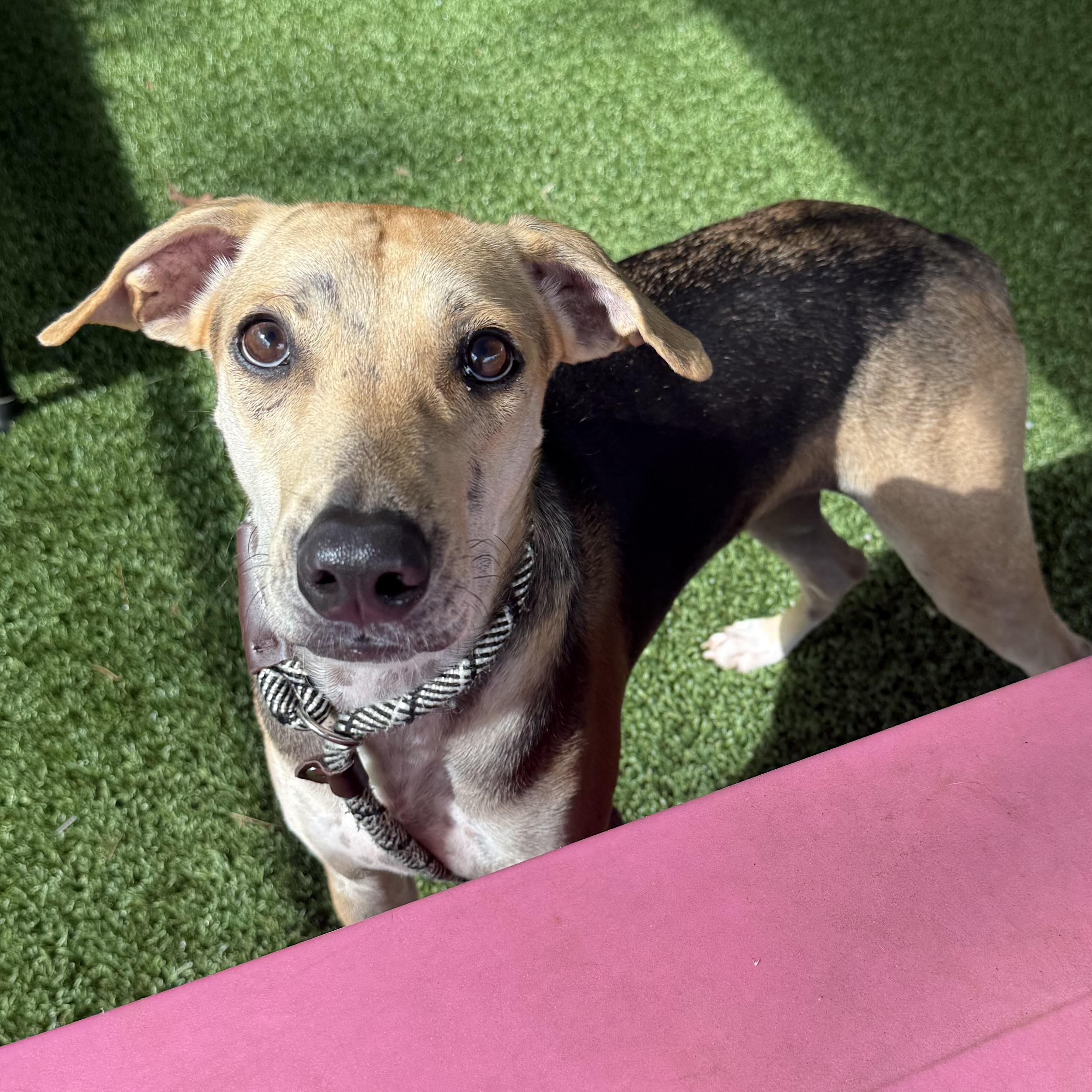 Bradley, a ADOPTABLE mixed breed in Eatontown, NJ image 5/6