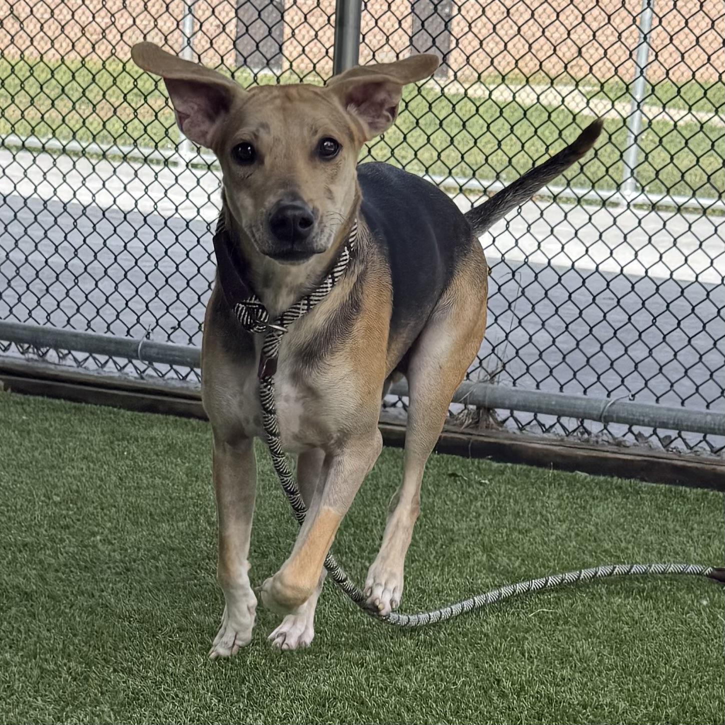 Bradley, a ADOPTABLE mixed breed in Eatontown, NJ image 2/6