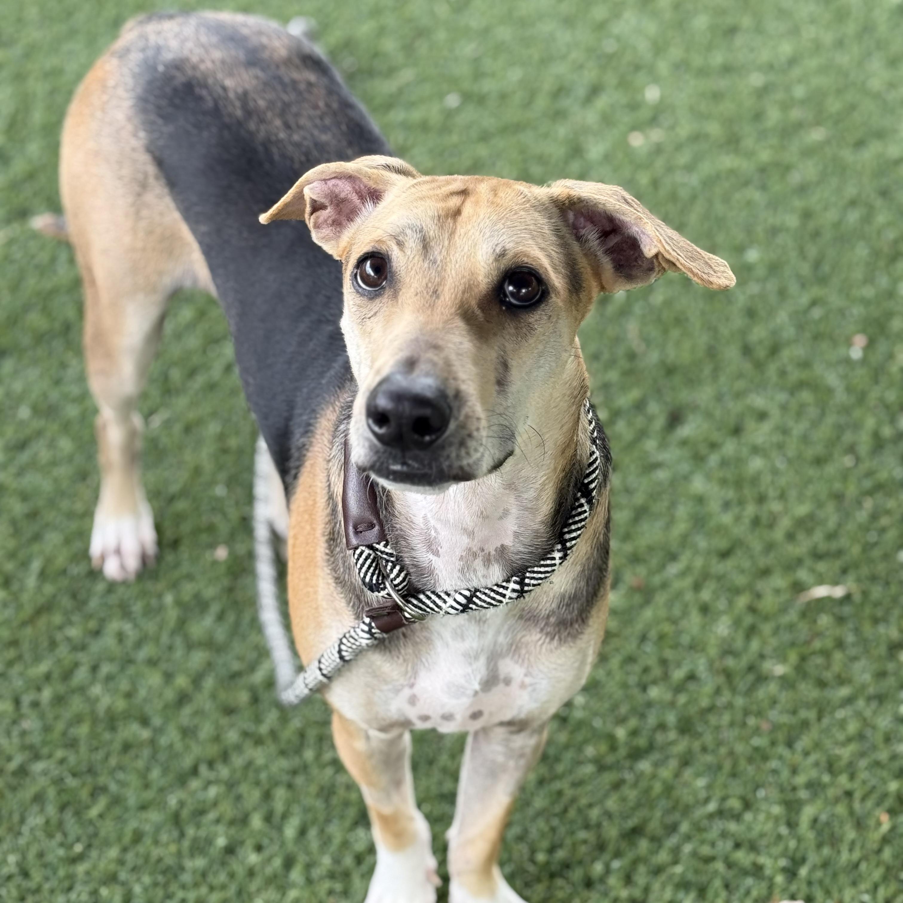 Bradley, a ADOPTABLE mixed breed in Eatontown, NJ image 1/6