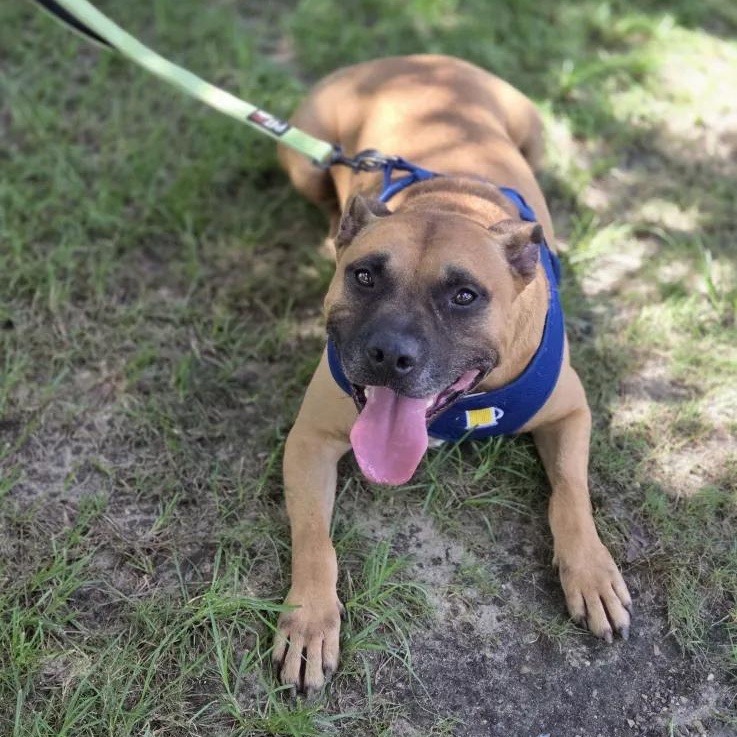 Plato, a Adoptable mixed breed in Madison, MS image 2/2