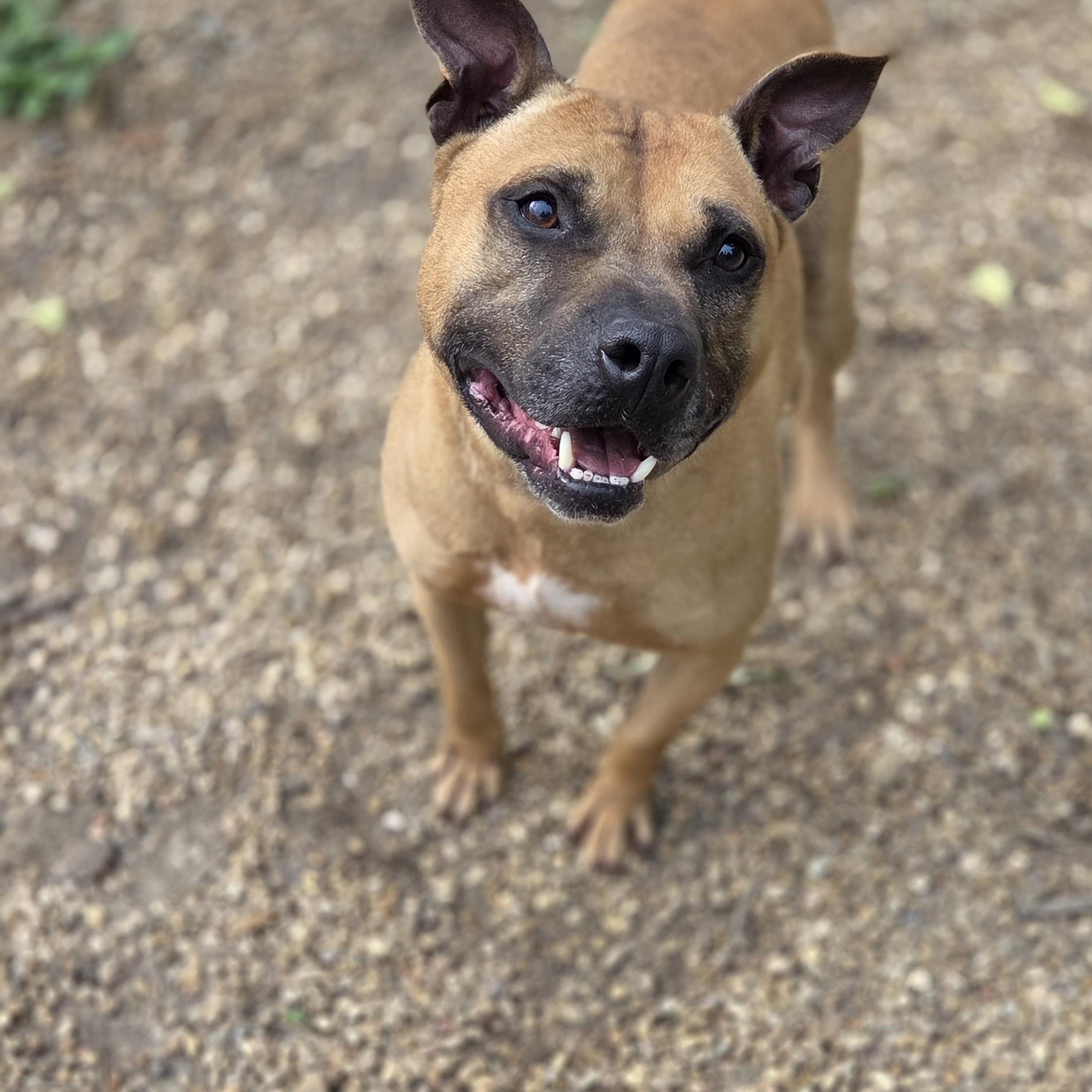 Plato, Adoptable, Adult Male Pit Bull Terrier.
