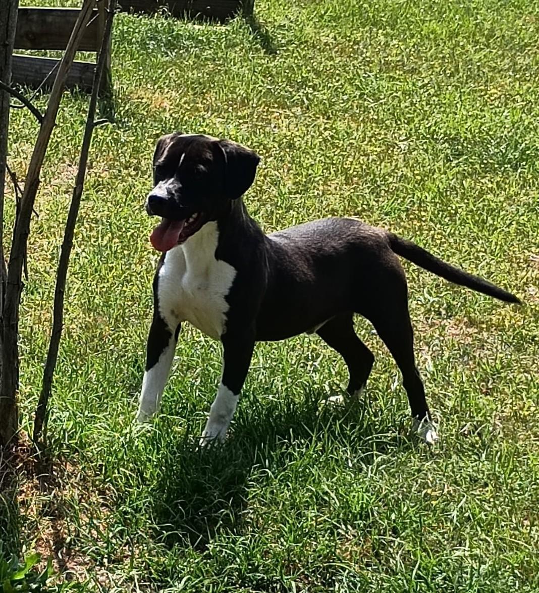 Valentine thumbnail 2