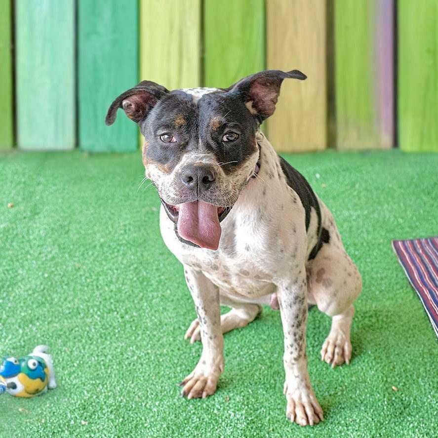 Enlarge Spot, a ADOPTABLE mixed breed in Williston, VT image 1/4