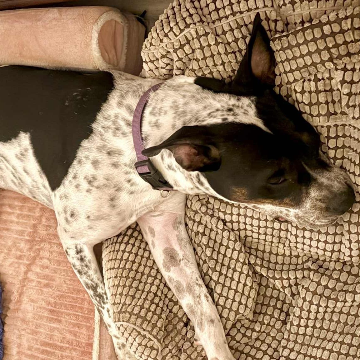 Enlarge Spot, a ADOPTABLE mixed breed in Williston, VT image 3/4