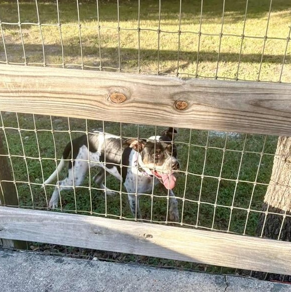 Enlarge Spot, a ADOPTABLE mixed breed in Williston, VT image 4/4