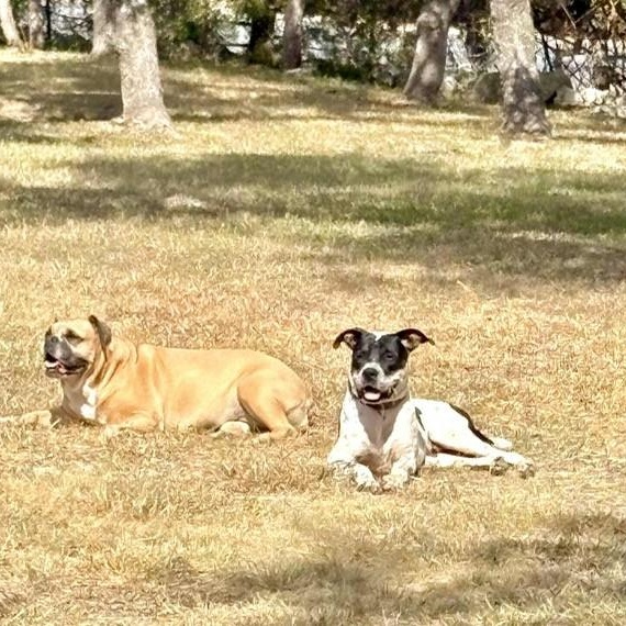 Enlarge Spot, a ADOPTABLE mixed breed in Williston, VT image 2/4