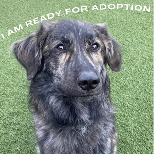 BEAR, Adopted, Adult Male Border Collie.