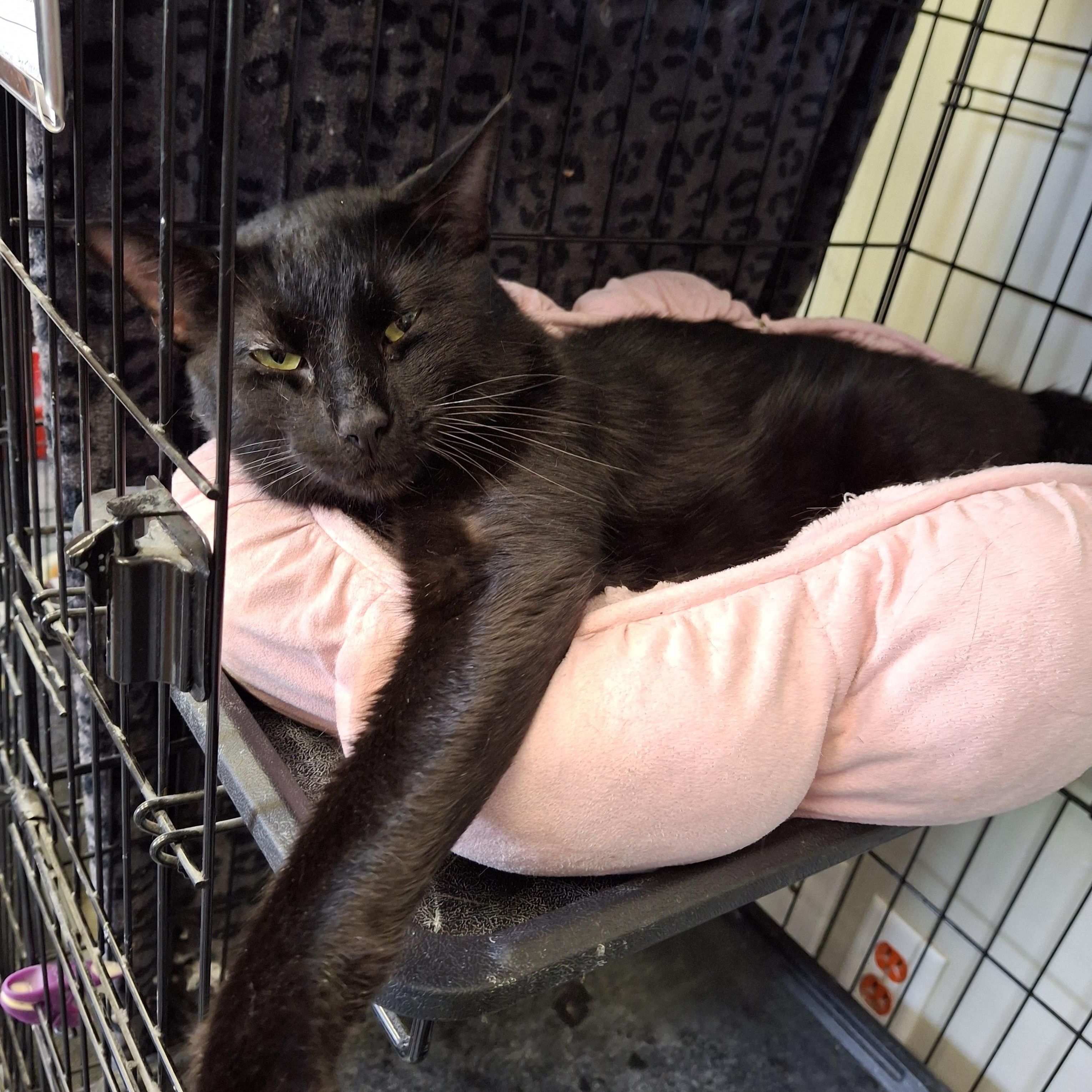 Jojo, Adult Male unknown