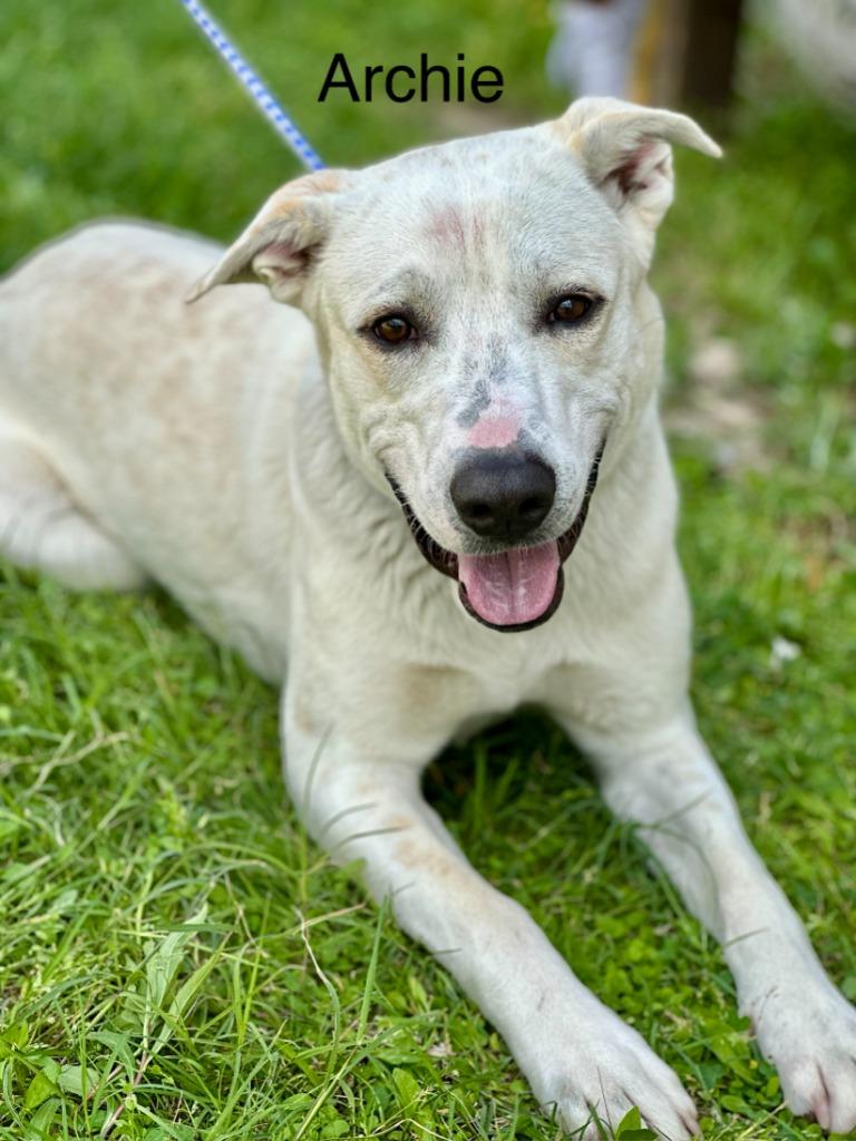 Enlarge Archie, a Adoptable Labrador Retriever in Huntsville, TX image 1/1