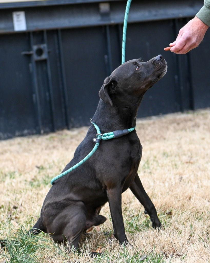 DA 41 Roy, Adoptable, Young Male Pit Bull Terrier.