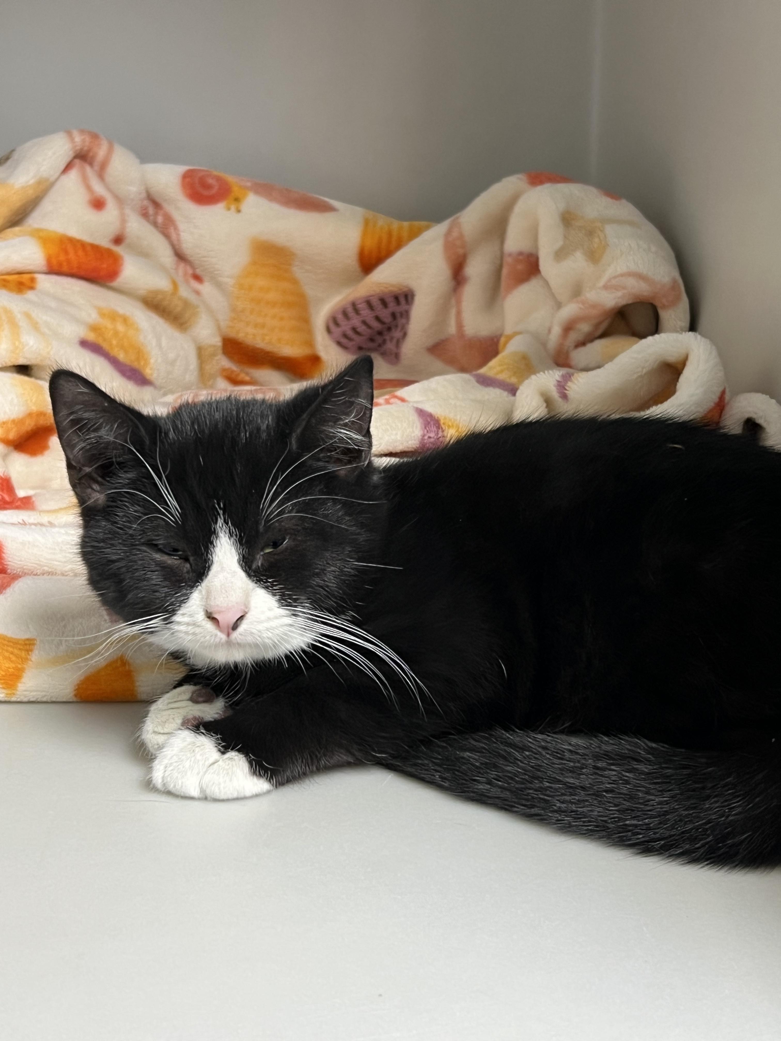 Enlarge Billy, a ADOPTABLE Domestic Short Hair in Gaithersburg, MD image 1/2