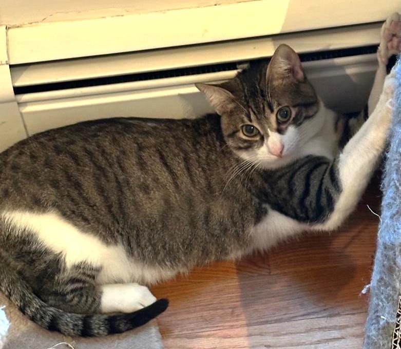 MoMo, a Adoptable mixed breed in Jamaica Plain, MA image 1/5