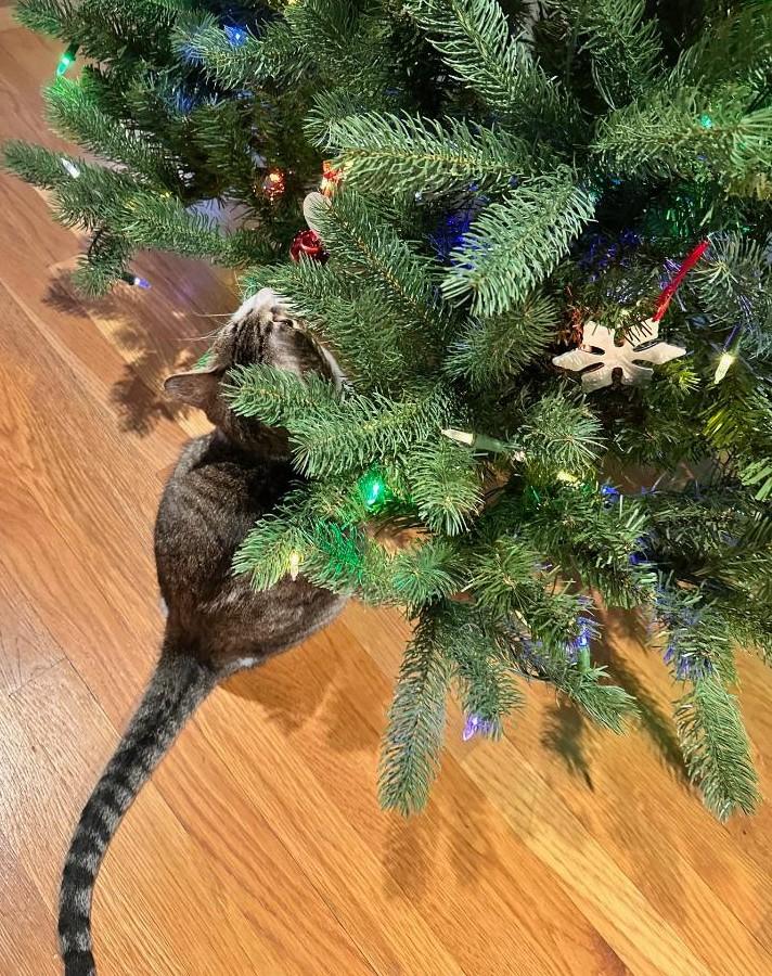 MoMo, a Adoptable mixed breed in Jamaica Plain, MA image 2/5