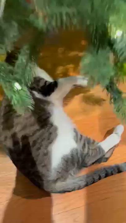 Enlarge MoMo, a Adoptable mixed breed in Jamaica Plain, MA video 5/5