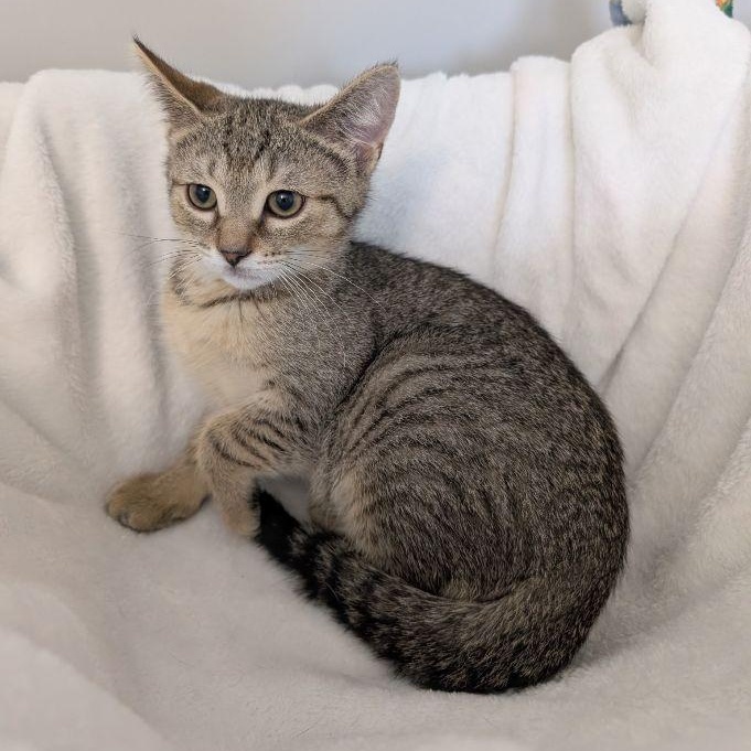 Prince Cornelius, ADOPTABLE, Kitten Male Domestic Short Hair.