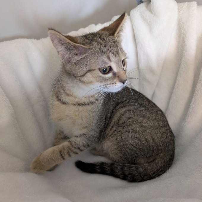 Enlarge Prince Cornelius, a ADOPTABLE Domestic Short Hair in Lake Orion, MI image 2/2