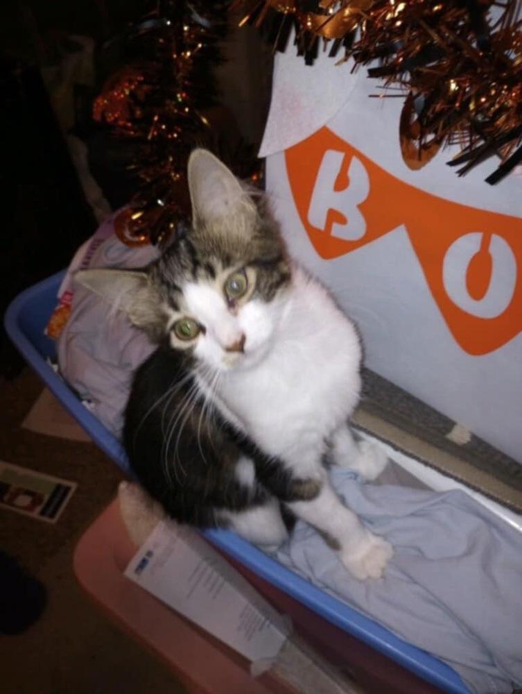 Dasher/david, Adoptable, Kitten Male Domestic Short Hair & Tabby.