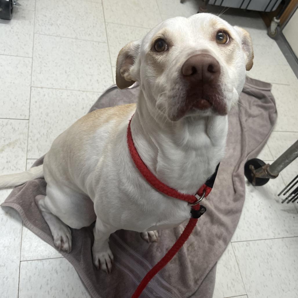 Ginny(weekend WARRIOR), Adoptable, Adult Female Mixed Breed.