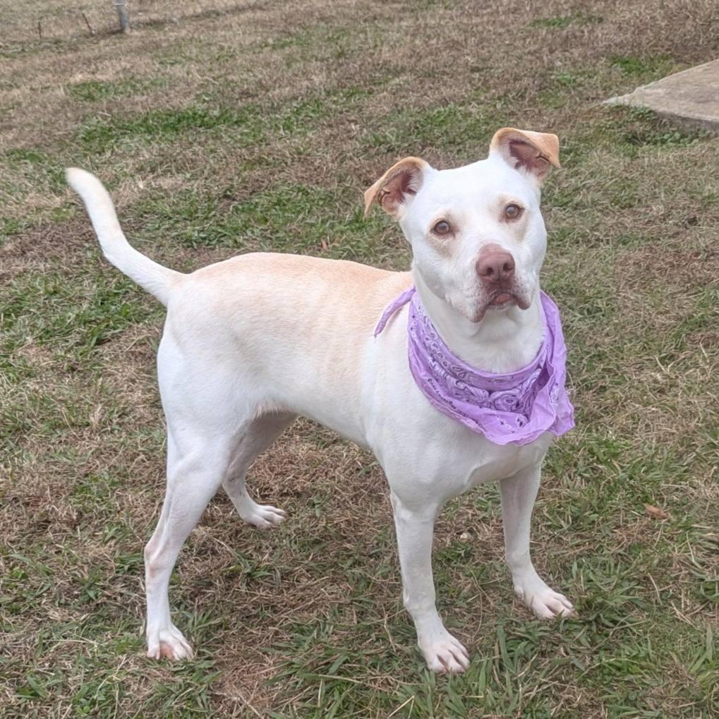 Ginny(weekend WARRIOR), a Adoptable Mixed Breed in Columbiana, AL image 2/6