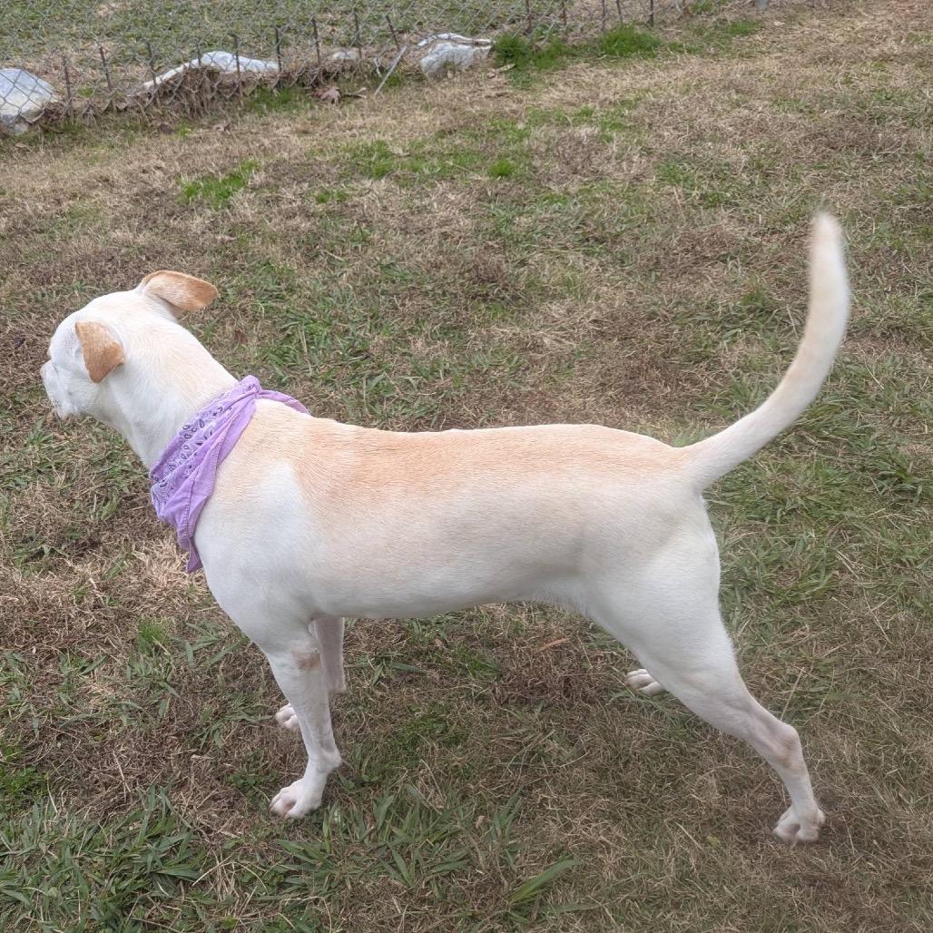 Ginny(weekend WARRIOR), a Adoptable Mixed Breed in Columbiana, AL image 3/6