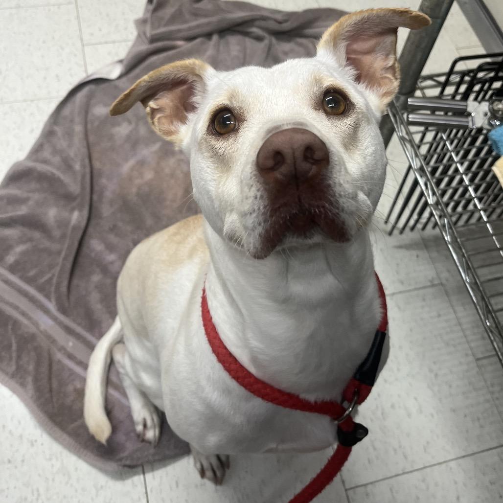 Ginny(weekend WARRIOR), a Adoptable Mixed Breed in Columbiana, AL image 4/6