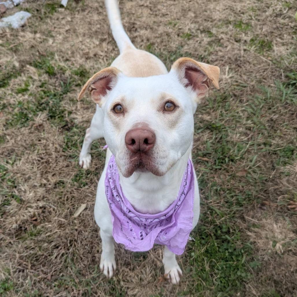 Ginny(weekend WARRIOR), a Adoptable Mixed Breed in Columbiana, AL image 5/6