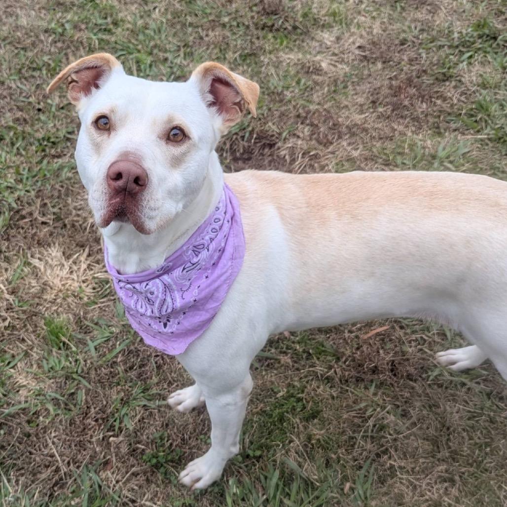 Ginny(weekend WARRIOR), a Adoptable Mixed Breed in Columbiana, AL image 6/6