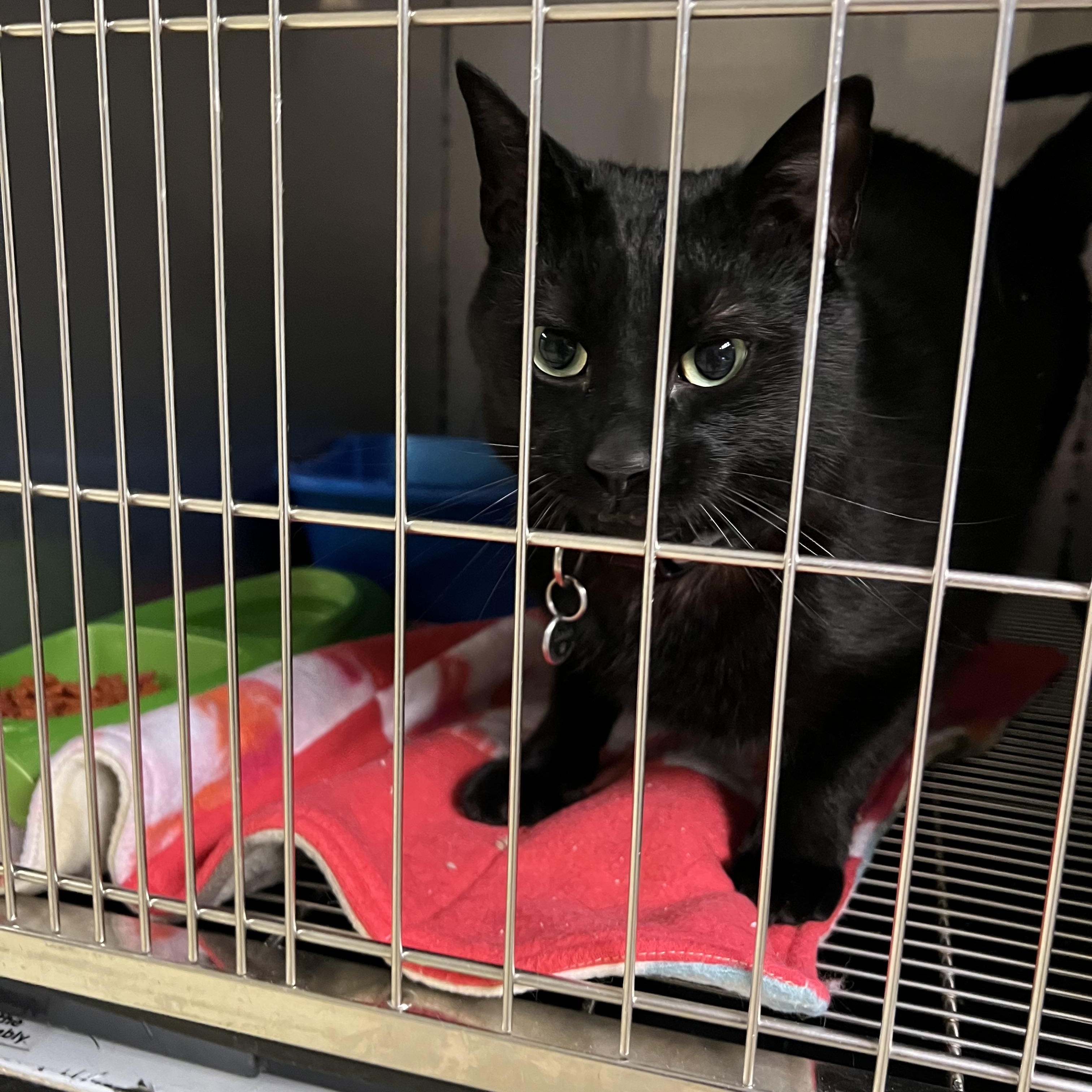 Isaiah, ADOPTABLE, Young Male Bombay.