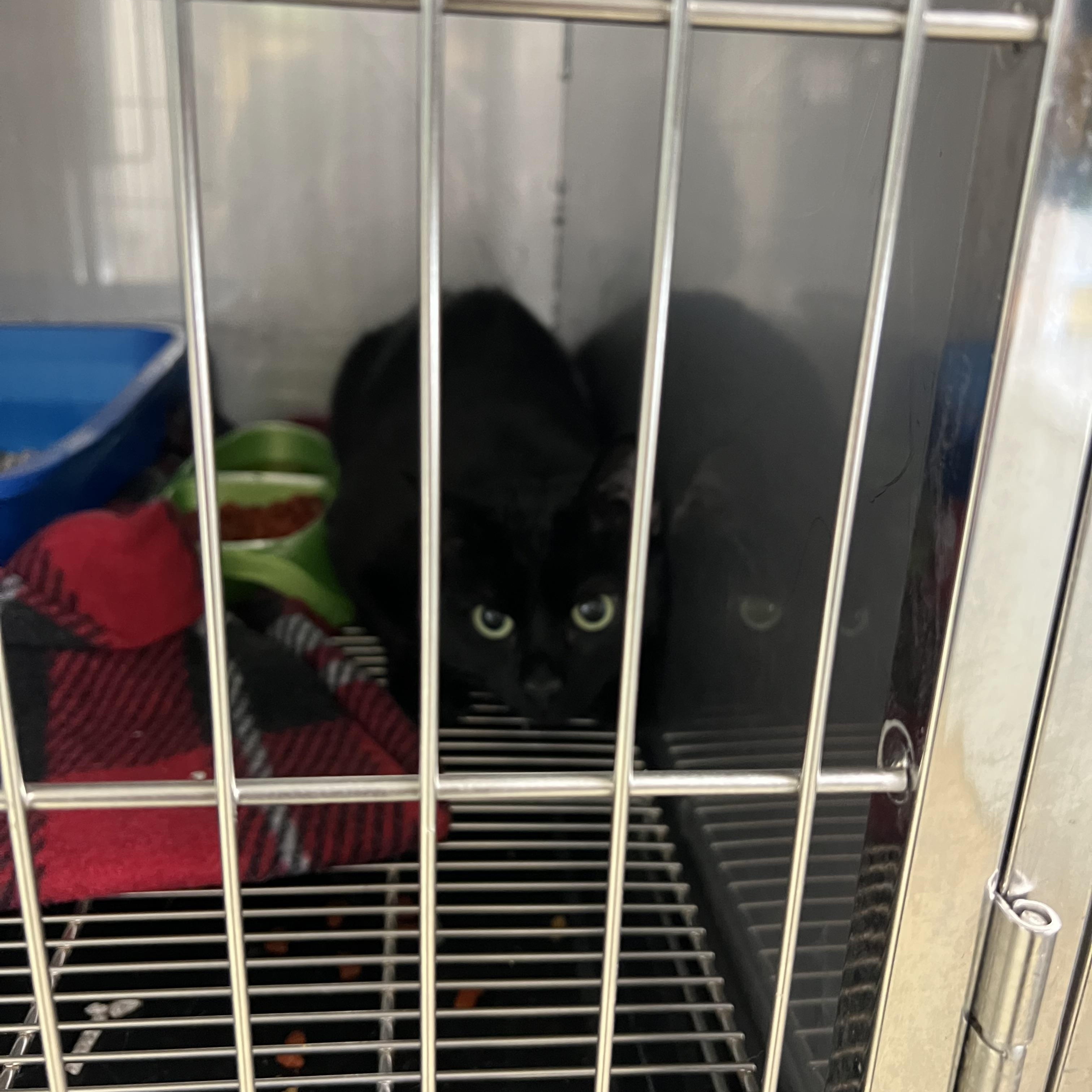 Isaiah, a ADOPTABLE Bombay in sparta, NC image 2/3