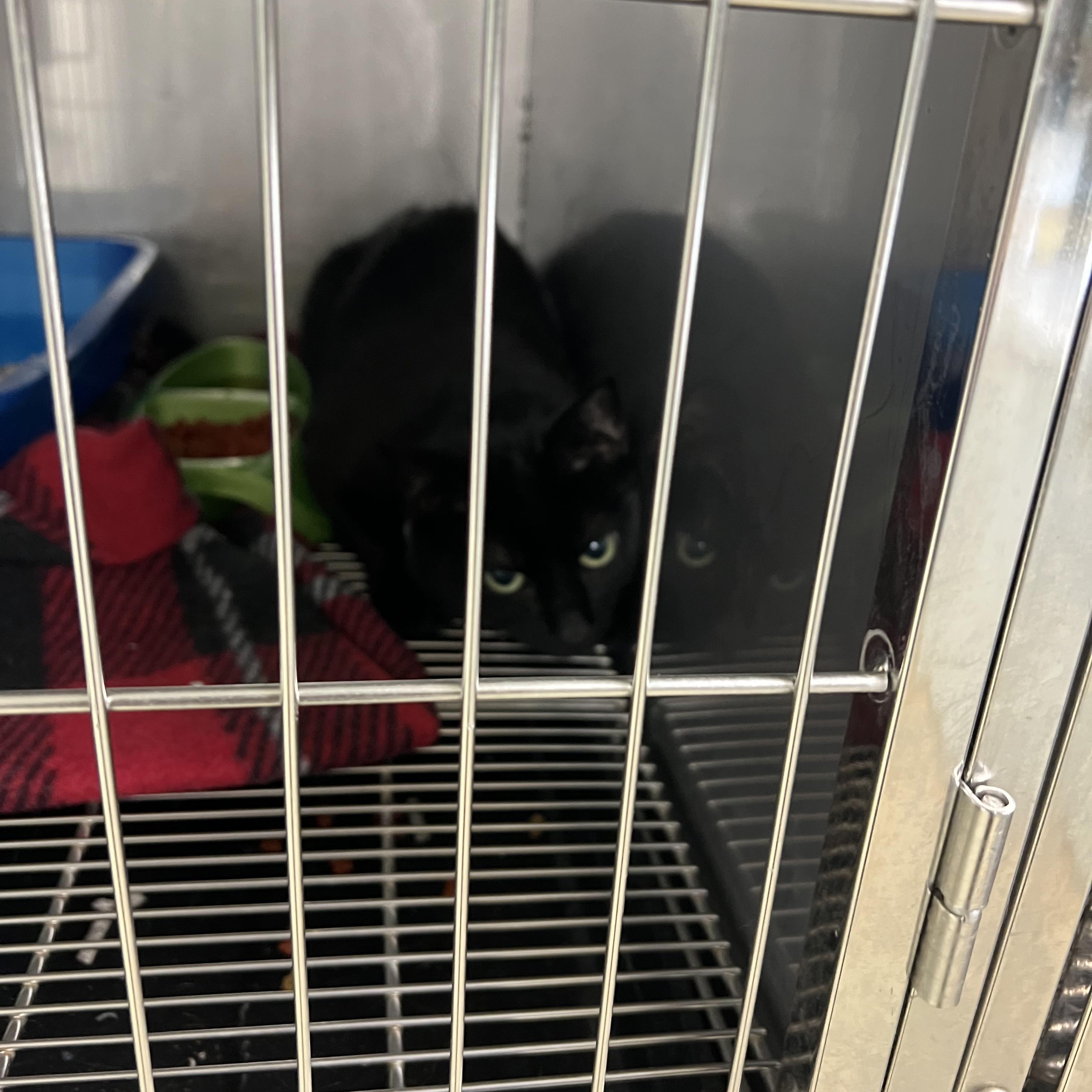 Isaiah, a ADOPTABLE Bombay in sparta, NC image 3/3