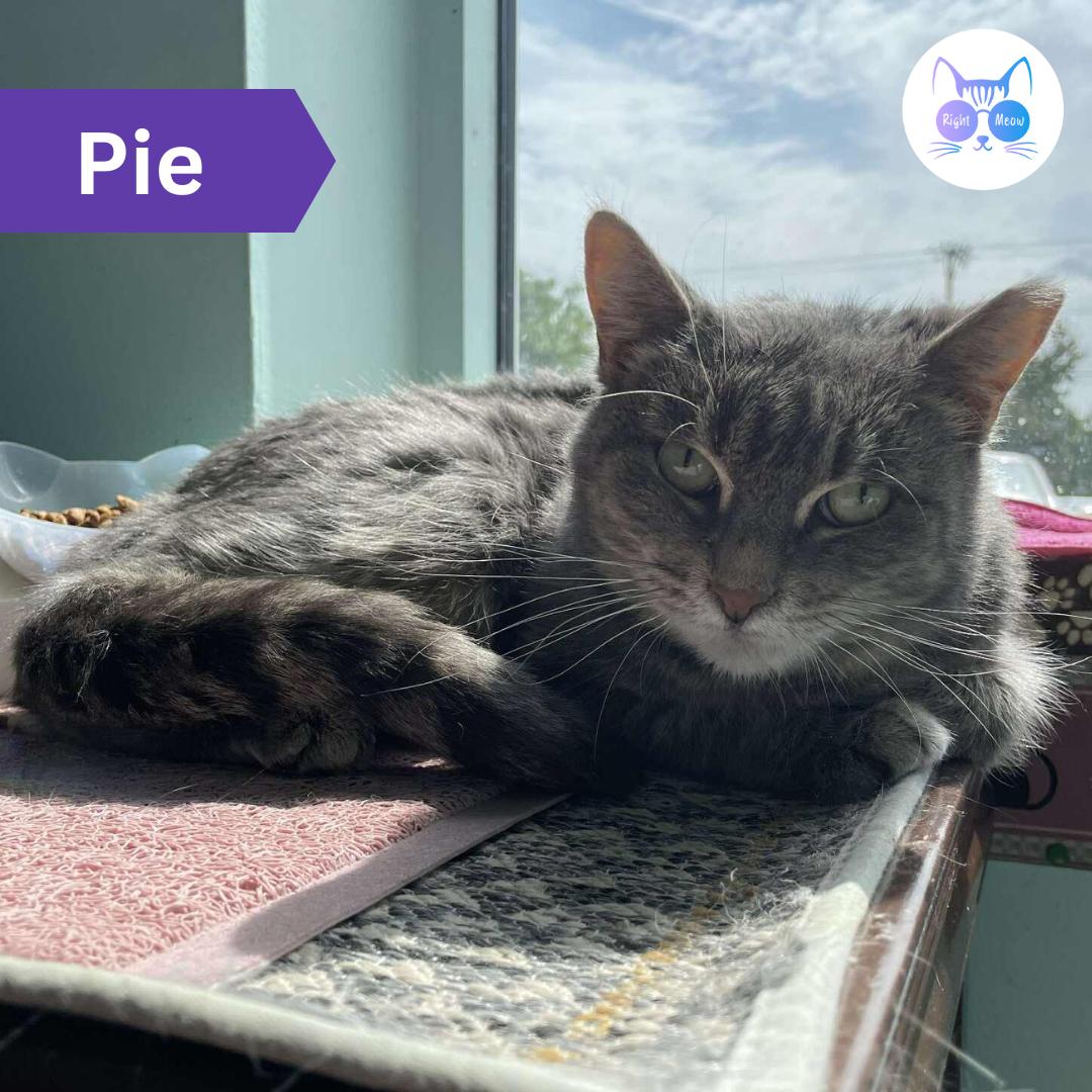 Pie, a Adoptable Domestic Short Hair in Penfield, NY image 1/4